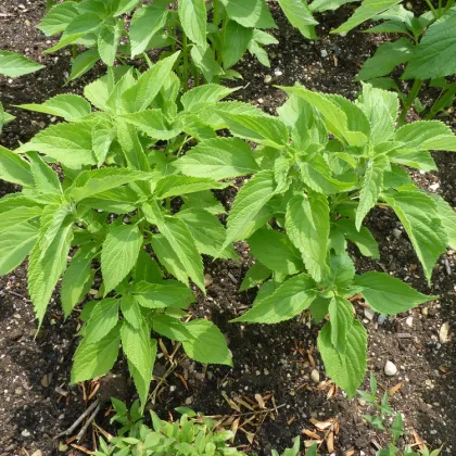 Chia semena - Salvia hispanica - prodej semen - 10 ks