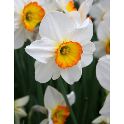 Narcis Flower Record - cibulek - 3 ks