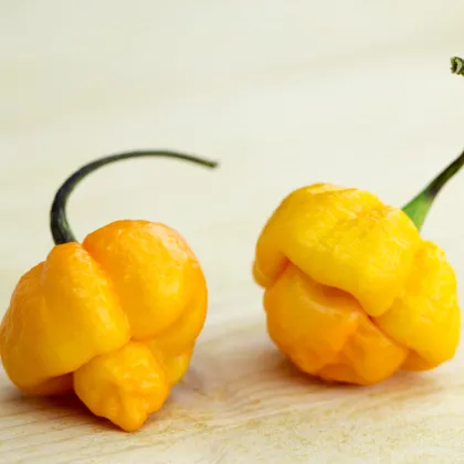 Chilli Trinidad Scorpion Moruga žluté - Capsicum chinense - prodej semen - 5 ks