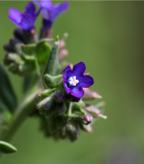 Pilát kapský - Anchusa capensis - prodej semen - 10 ks