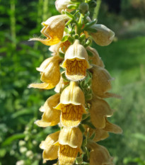 Náprstník žlutý - Digitalis lutea - prodej semen - 60 ks