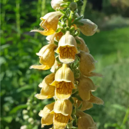 Náprstník žlutý - Digitalis lutea - prodej semen - 60 ks