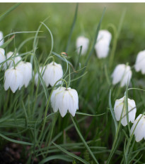 Řebčík bílý - Fritillaria meleagris - prodej cibulovin - 3 ks