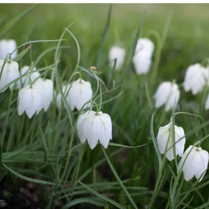 Řebčík bílý - Fritillaria meleagris - prodej cibulovin - 3 ks