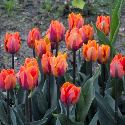 Tulipán Princess Irene - cibuloviny - 3 ks