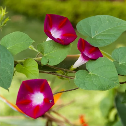 Povíjnice Scarlet O Hara - Ipomoea purpurea - prodej semen - 25 ks