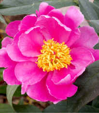 Pivoňka Karl Rosenfield - Paeonia lactiflora - prodej cibulovin - 1 ks