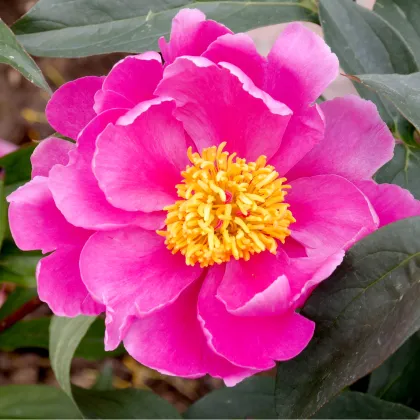 Pivoňka Karl Rosenfield - Paeonia lactiflora - prodej cibulovin - 1 ks