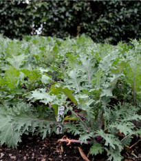 Kadeřávek Red Russian - Brassica oleracea - prodej semen - 150 ks