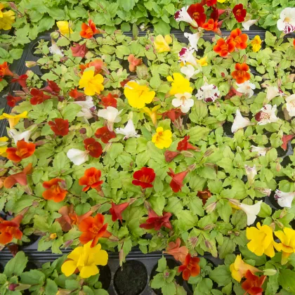 Kejklířka zkřížená Magic Mix F1 - Mimulus hybridus - prodej semen - 20 ks