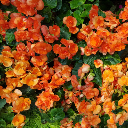 Drobnokvětá begonie oranžová - Begonia multiflora maxima - prodej cibulovin - 2 ks