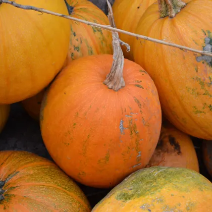 Tykev Goliáš velkoplodá - Cucurbita maxima - prodej semen - 3 ks