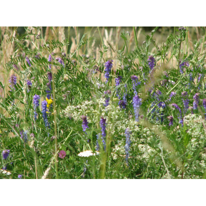 Modrá louka Zvonečková - Planta Naturalis - prodej semen - 10 g
