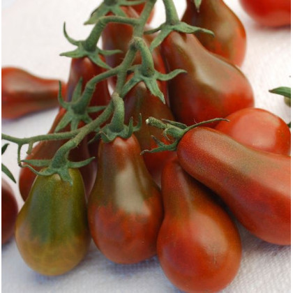 Rajče Chocolate Pear - Solanum Lycopersicum - prodej semen - 6 Ks