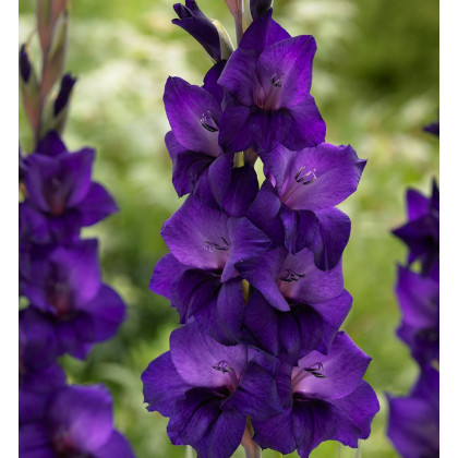 Gladiol Purple Flora - Gladiolus - prodej cibulovin - 3 ks