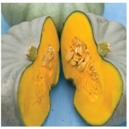 Tykev Crown Prince F1 - Cucurbita maxima - prodej semen - 5 ks