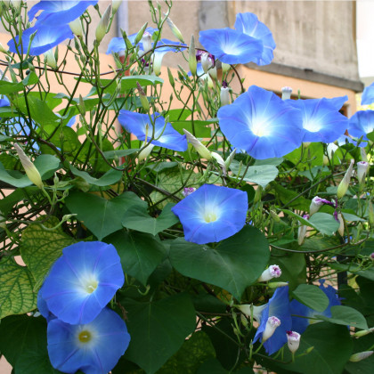 Povíjnice modrá - Ipomoea rubro-coerulea - prodej semen - 25 ks