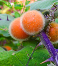 Narančila - Chlupatý pomeranč - Solanum quitoense - prodej semen - 5 ks