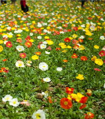 Mák nahoprutý Gnome - Papaver nudicaule - prodej semen - 50 ks