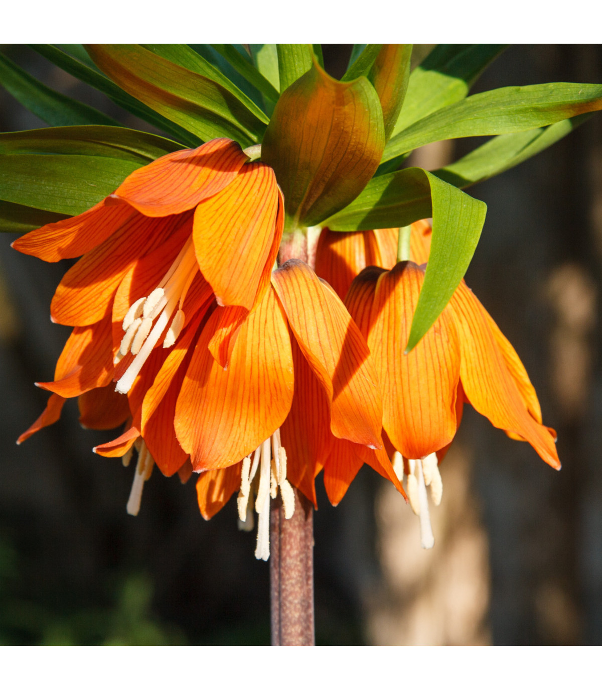 Řebčík královský Aurora - Fritillaria maxima - prodej cibulovin - 1 ks