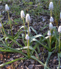 Modřenec bílý White magic - Muscari aucheri - prodej cibulovin - 5 ks