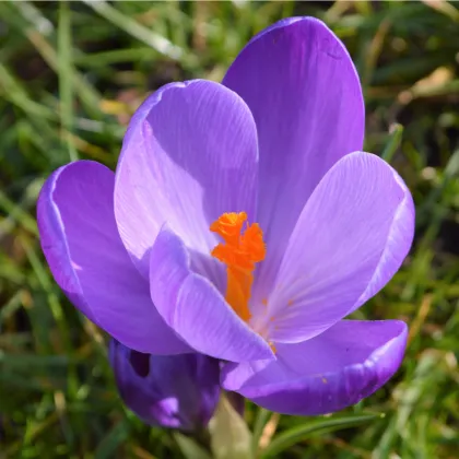 Krokus Tomasiniho Ruby Giant - Crocus tommasinianus - prodej cibulovin - 3 ks