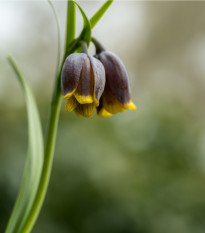 Řebčík Uva vulpis - Fritillaria - prodej cibulovin - 5 ks