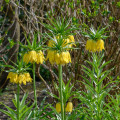 Řebčík královský Lutea - Fritillaria maxima - prodej cibulovin - 1 ks