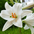 Lilie Canova - Lilium - prodej cibulovin - 1 ks