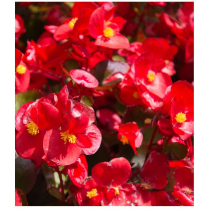Begonie drobnokvětá červená - Begonia multiflora maxima - prodej cibulovin - 2 ks