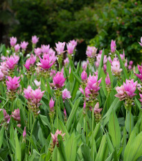 Kurkuma růžová - Curcuma alismatifolia - prodej cibulovin - 1 ks