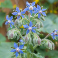 BIO Brutnák lékařský - Borago officinalis - prodej bio semen - 20 ks