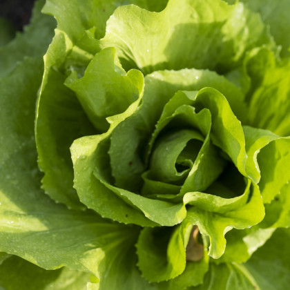 Bio semena salátu - Bio salát hlávkový máslový Mafalda - Lactusa sativa - semena - 0,1 g