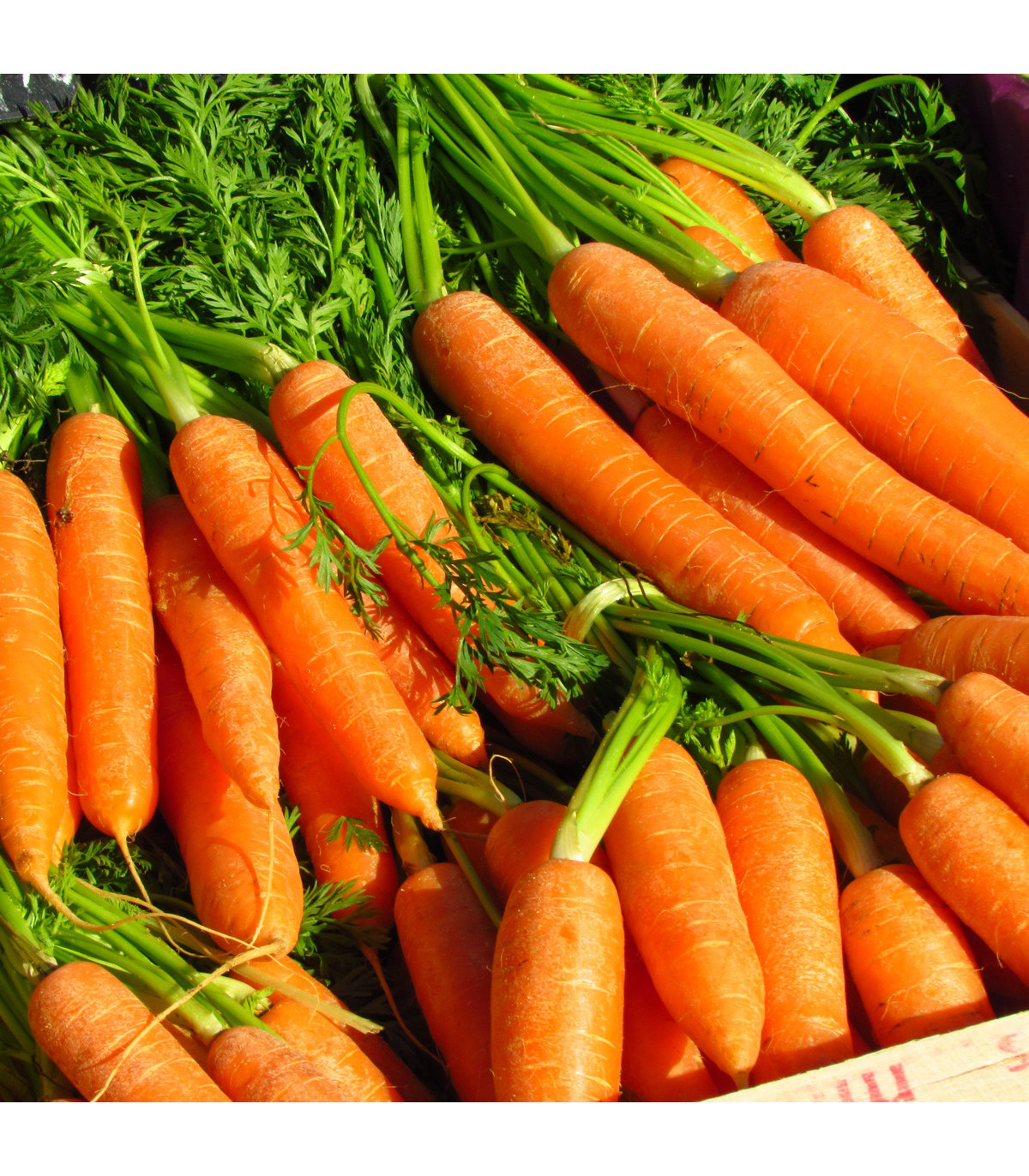 BIO Mrkev Rothild velmi raná - Daucus carota - prodej bio semen - 0,5 g
