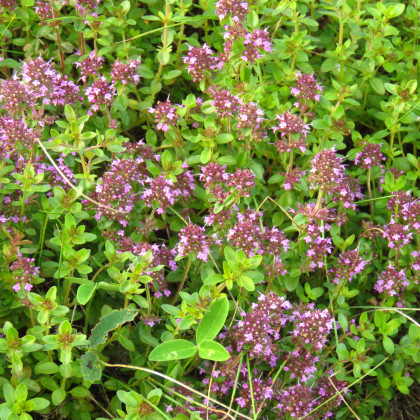 BIO Tymián - Thymus vulgaris - prodej bio semen - 0,3 g
