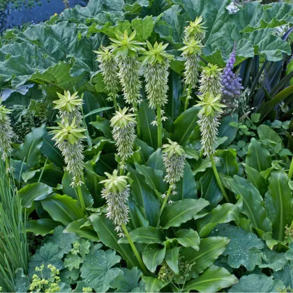 Chocholatice - Eucomis bicolor - prodej cibulovin - 1 ks