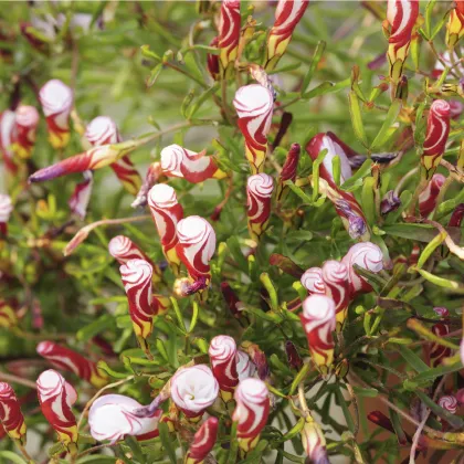 Šťavel dvoubarevný - Oxalis versicolor - prodej cibulovin - 1 ks