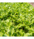 Hořčice Wasabina - Brassica juncea - prodej semen - 120 ks