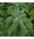 BIO Šalvěj lékařská - Salvia officinalis - prodej bio semen - 30 ks