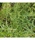 BIO Pelyněk kozalec - Artemisia dracunculus - prodej bio semen - 0,1 g
