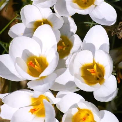 Krokus Ard Schenk - Crocus chrysanthus - prodej cibulovin - 3 ks