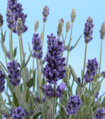 BIO Levandule lékařská - Lavandula - prodej bio semen - 50 ks