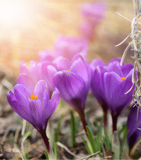 Krokus podzimní Specious - Crocus - prodej cibulovin - 3 ks