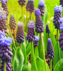 Modřenec širokolistý - Muscari latifolium - prodej cibulovin - 5 ks