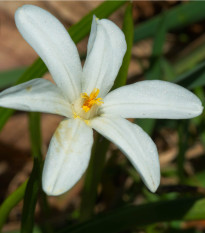 Ladoňka sibiřská bílá - Scilla siberica alba - prodej cibulovin - 3 ks