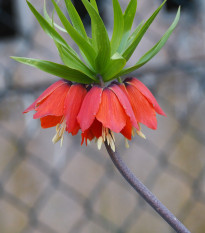 Řebčík královský červený - Fritillaria imperialis rubra - prodej cibulovin - 1 ks