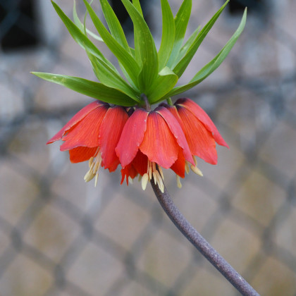 Řebčík královský červený - Fritillaria imperialis rubra - prodej cibulovin - 1 ks