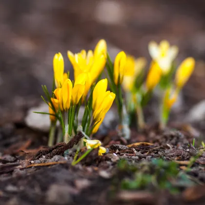 Krokus Romance žlutý - Crocus chrysanthus - prodej cibulovin - 3 ks