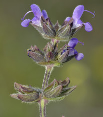 Šalvěj sporýšová - Salvia verbenaca - prodej semen - 50 ks