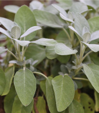 Šalvěj lékařská - Salvia officinalis - prodej semen - 20 ks